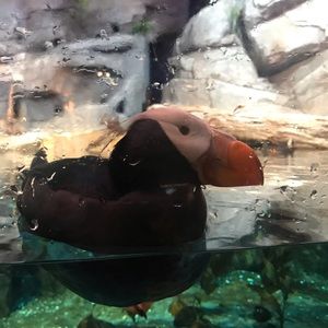 Meet your Posher, Pamela